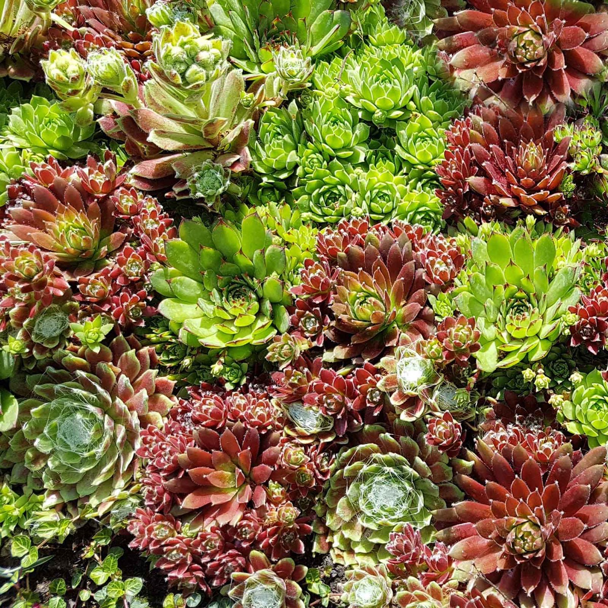 0-53 Sempervivum Seeds - Hippie Chicks Mix - Image 1