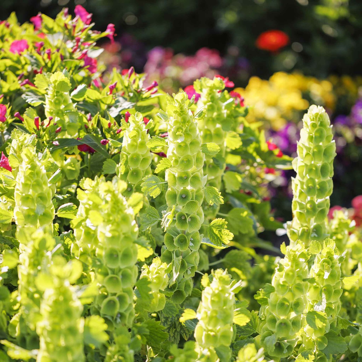 0-54 Bells of Ireland Seeds - Image 1