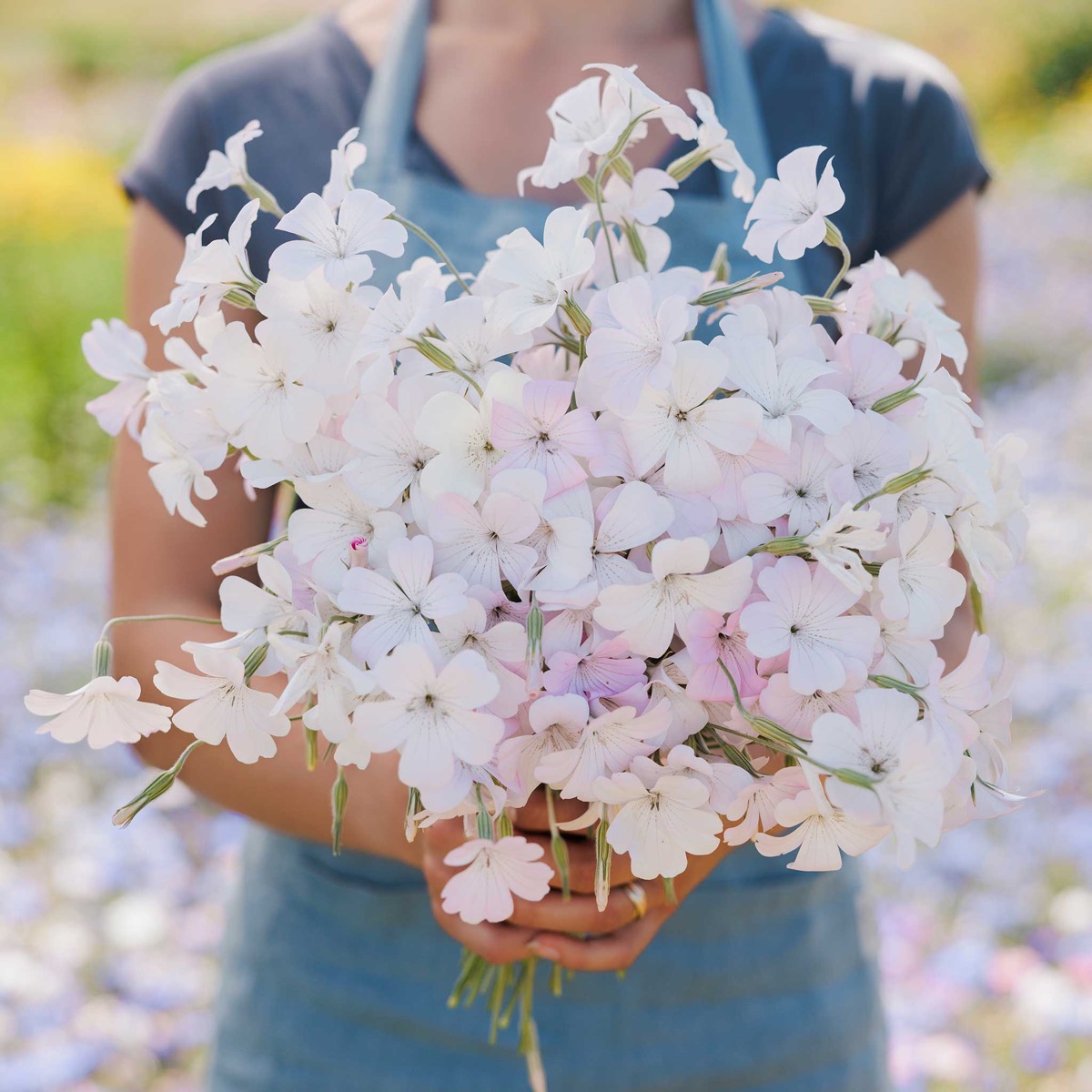 0-55 Agrostemma Seeds - Light Rose - Image 1