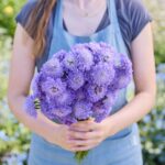Scabiosa Seeds - Blue Cockade