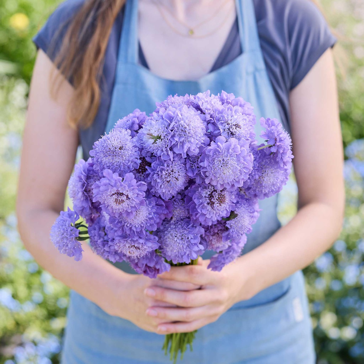 0-56 Scabiosa Seeds - Blue Cockade - Image 1