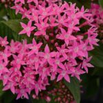 Pentas Seeds - Lucky Star® Deep Pink