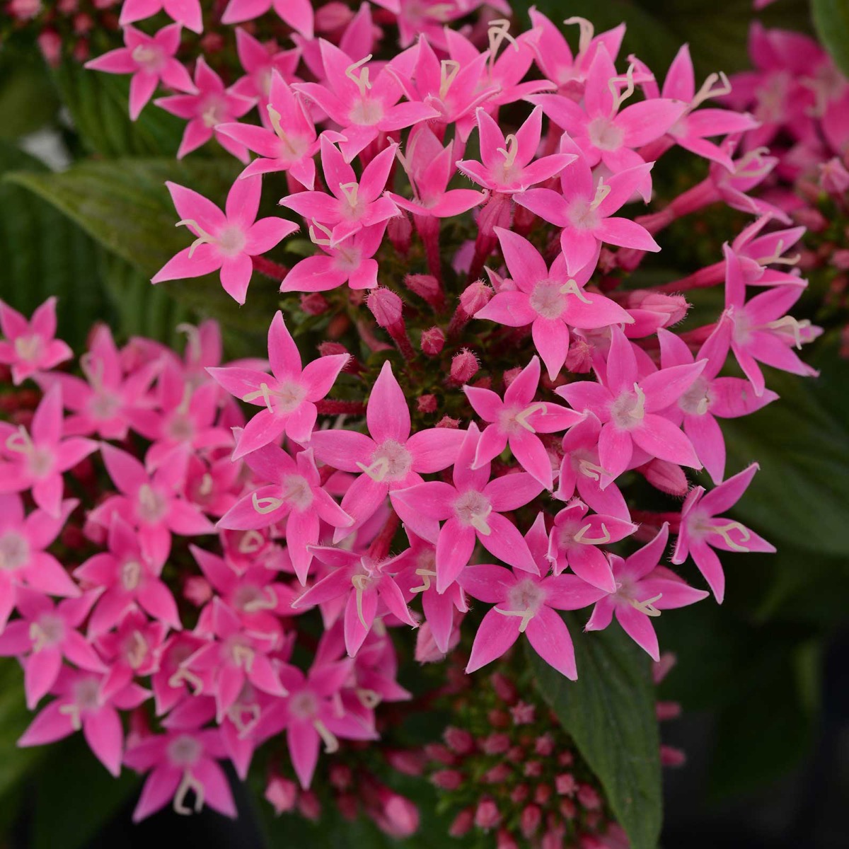 0-57 Pentas Seeds - Lucky Star® Deep Pink - Image 1
