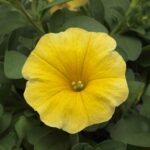 Petchoa Seeds - Caliburst™ Yellow