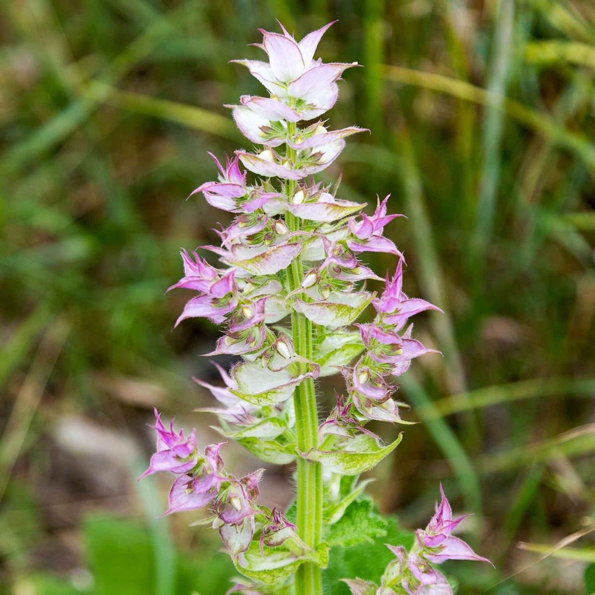 0-59 Clary Sage Seeds - Bluish-White - Image 1