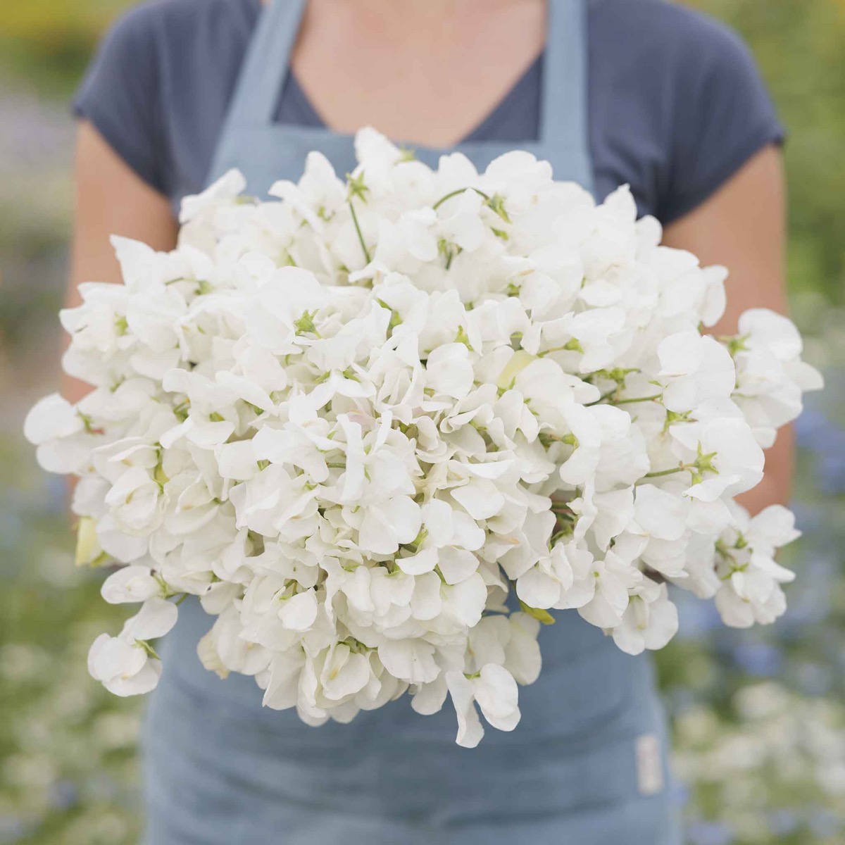 0-6 Sweet Pea Seeds - Royal White - Image 1