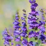 Rocky Mountain Penstemon Seeds