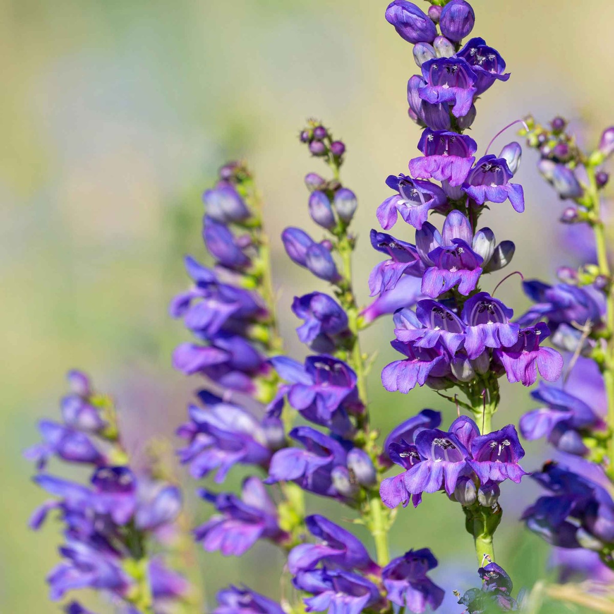 0-60 Rocky Mountain Penstemon Seeds - Image 1
