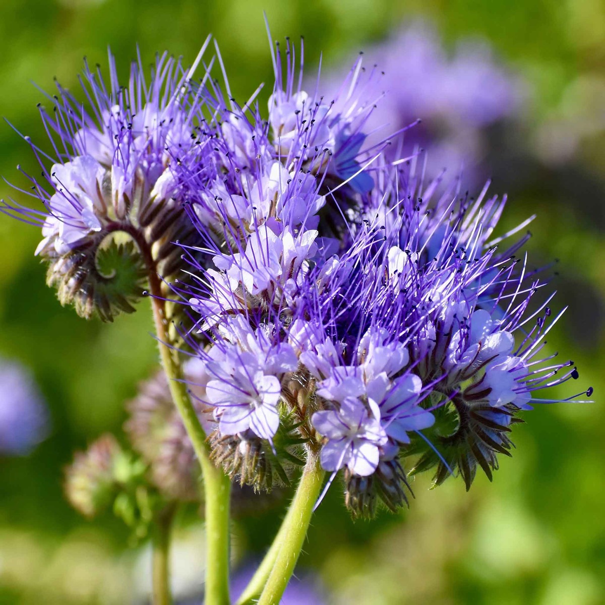 0-61 Lacy Phacelia Seeds - Image 1