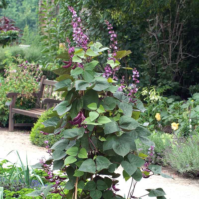 0-63 Hyacinth Bean Seeds - Image 1