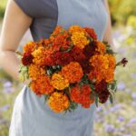 French Marigold Seeds - Fireball