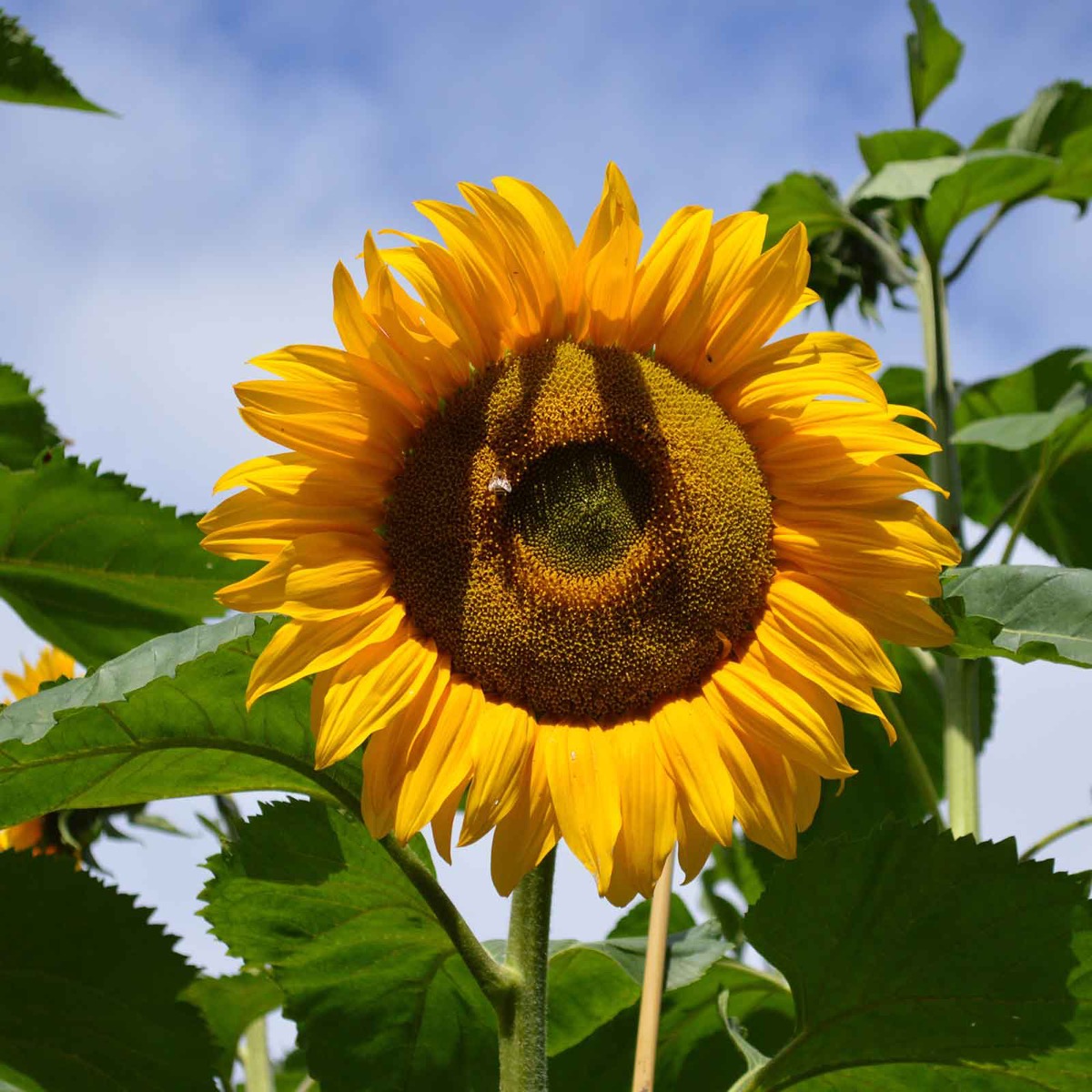 0-65 Sunflower Seeds (Organic) - Mammoth Grey-Stripe - Image 1