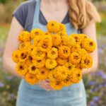 Zinnia Seeds - Oklahoma Golden Yellow
