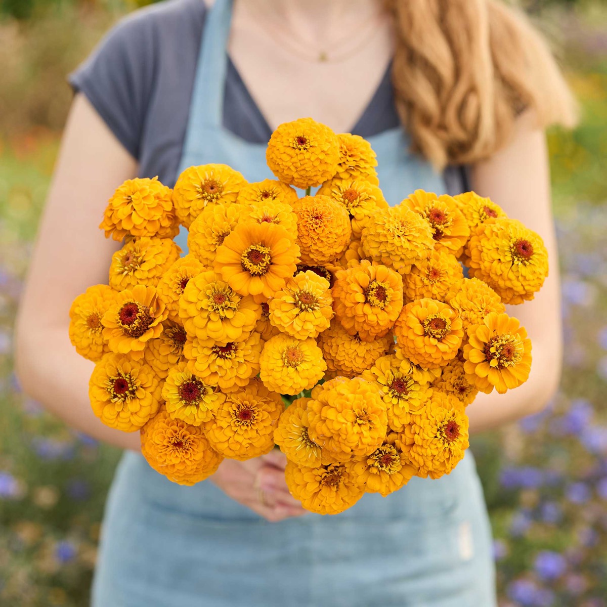 0-66 Zinnia Seeds - Oklahoma Golden Yellow - Image 1