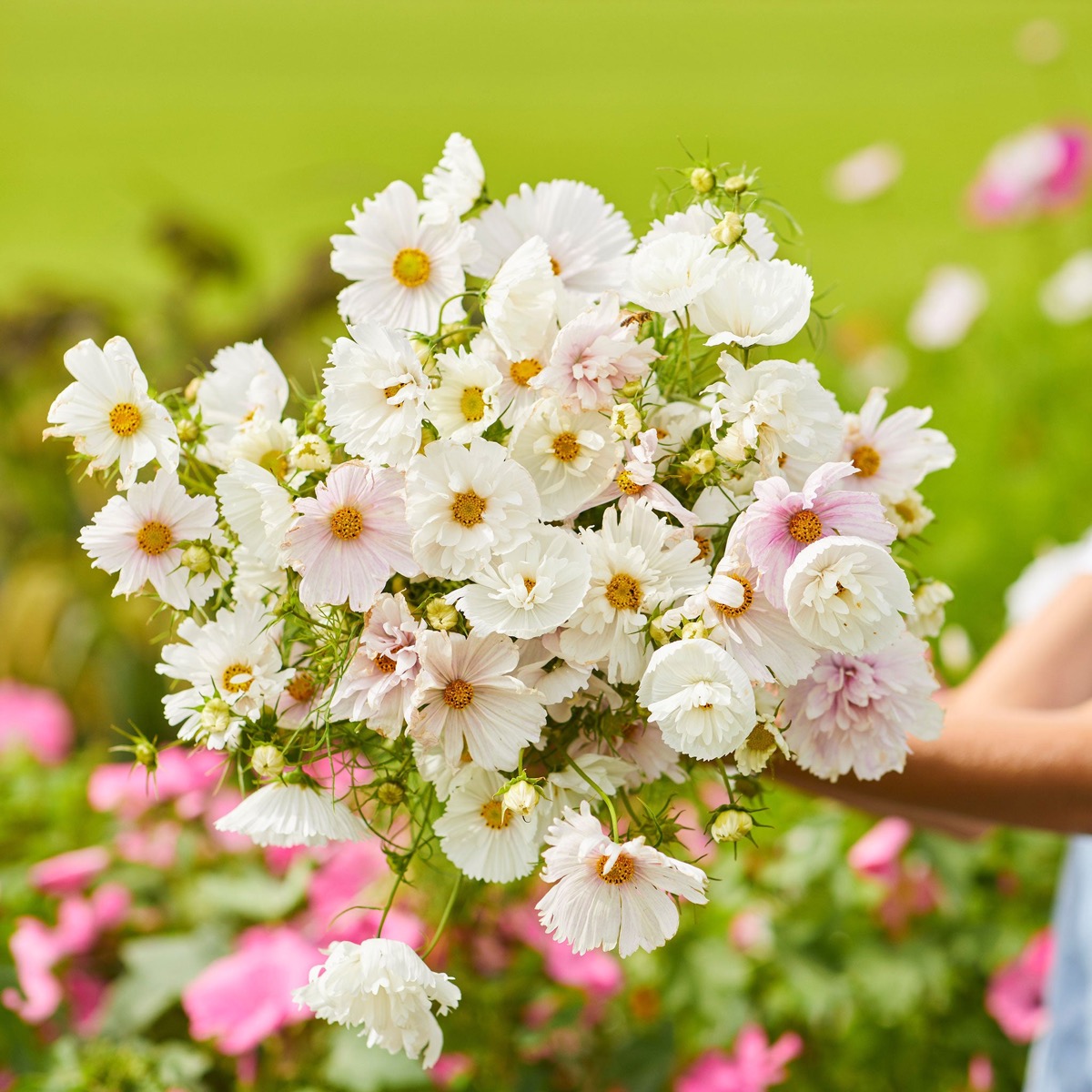 0-67 Cosmos Seeds - Cupcake Blush - Image 1