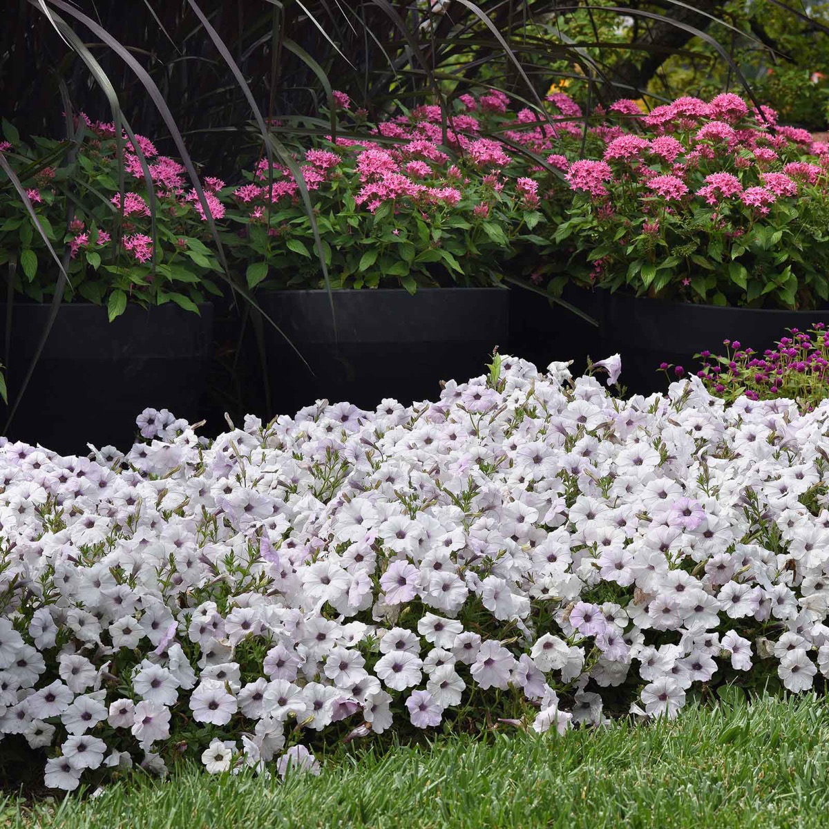 0-68 Petunia Seeds - Easy Wave Silver - Image 1