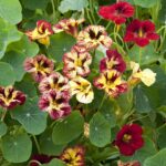 Nasturtium Seeds - Bloody Mary