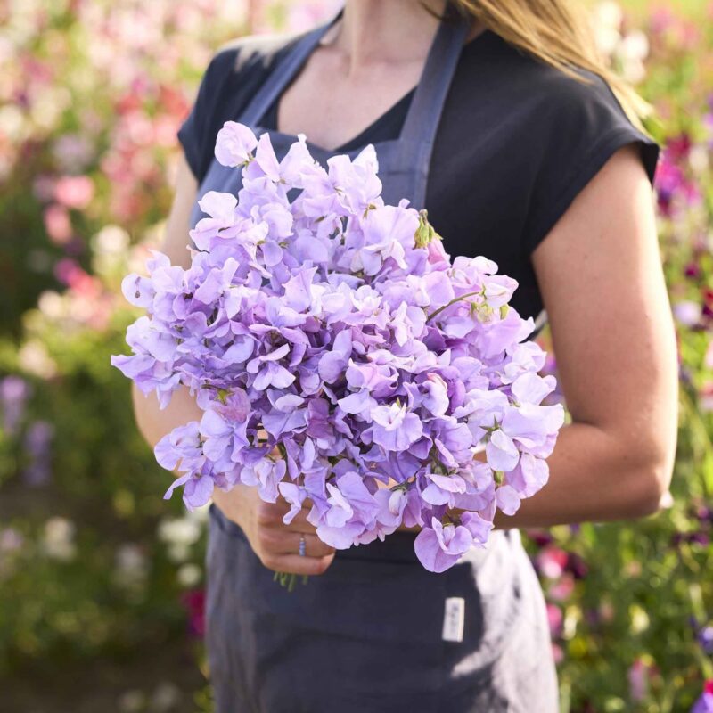Bouquet of lavender sweet pea flowers held in a cutting garden