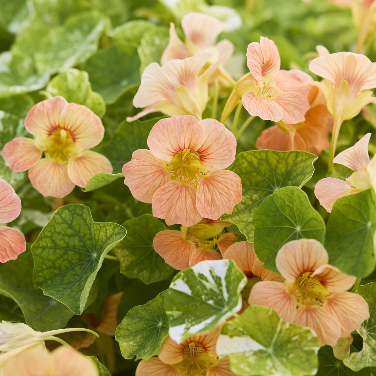 0-71 Nasturtium Seeds - Alaska Salmon - Image 1