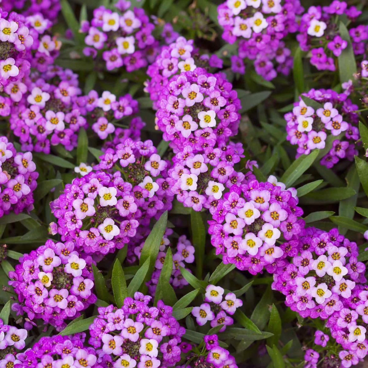 0-72 Sweet Alyssum Seeds (Dwarf) - Royal Carpet - Image 1