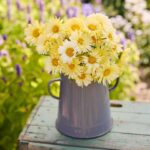Calendula Seeds - Ivory Princess