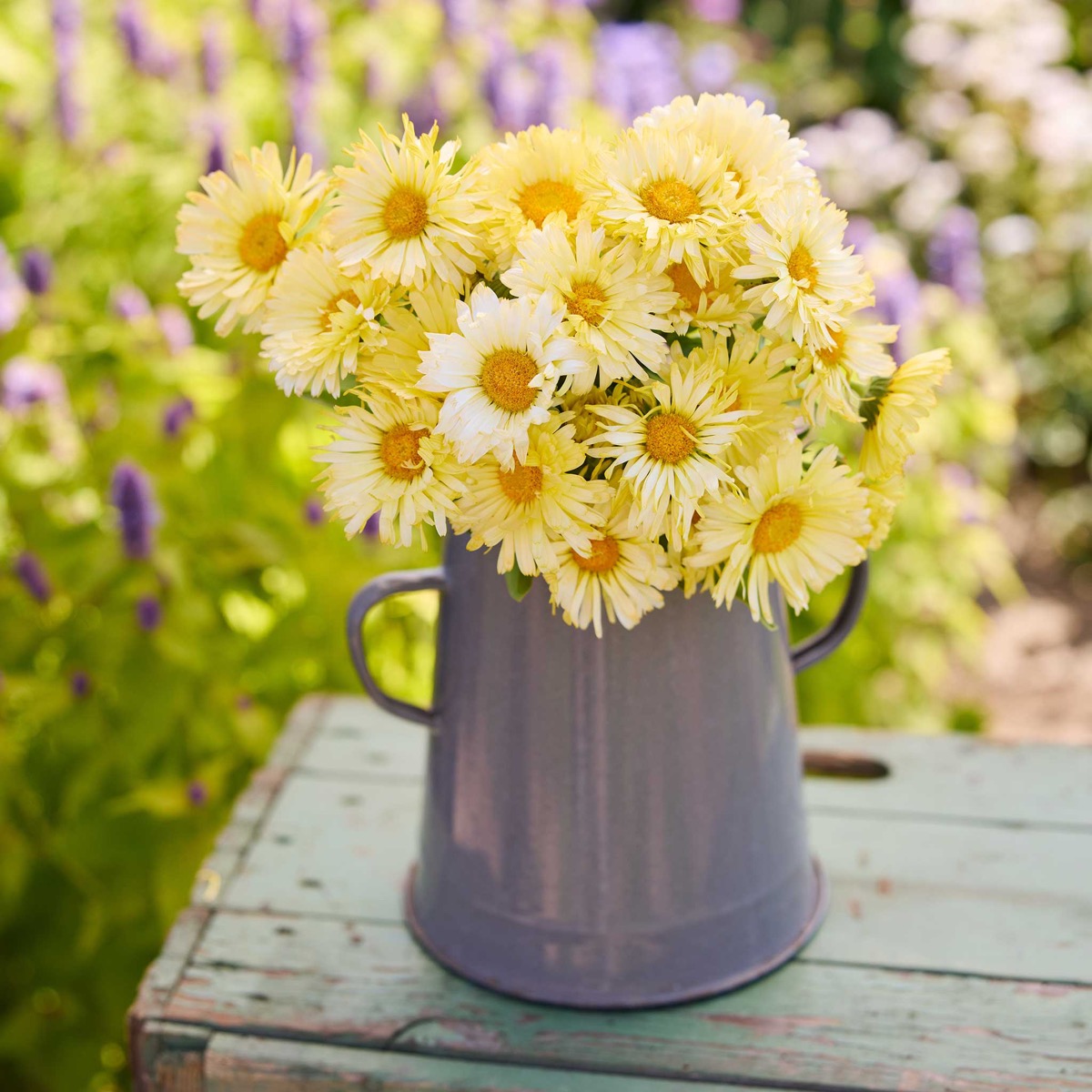 0-73 Calendula Seeds - Ivory Princess - Image 1