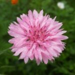 Cornflower / Bachelor Button Seeds - Tall Pink