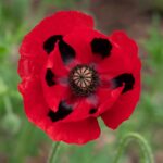 Poppy Seeds - Lady Bird