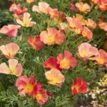 California Poppy Seeds - Thai Silk Strawberry Fields