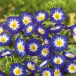 Morning Glory Seeds (Dwarf) - Royal Ensign