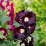 Hollyhock Seeds - Nigra