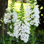 Foxglove Seeds - Dalmatian White