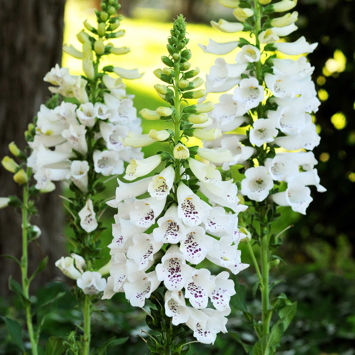 0-82 Foxglove Seeds - Dalmatian White - Image 1