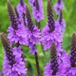 Verbena Seeds - Hoary Vervain