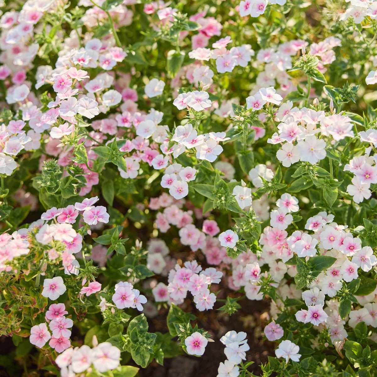 0-85 Annual Phlox Seeds - Blushing Bride - Image 1