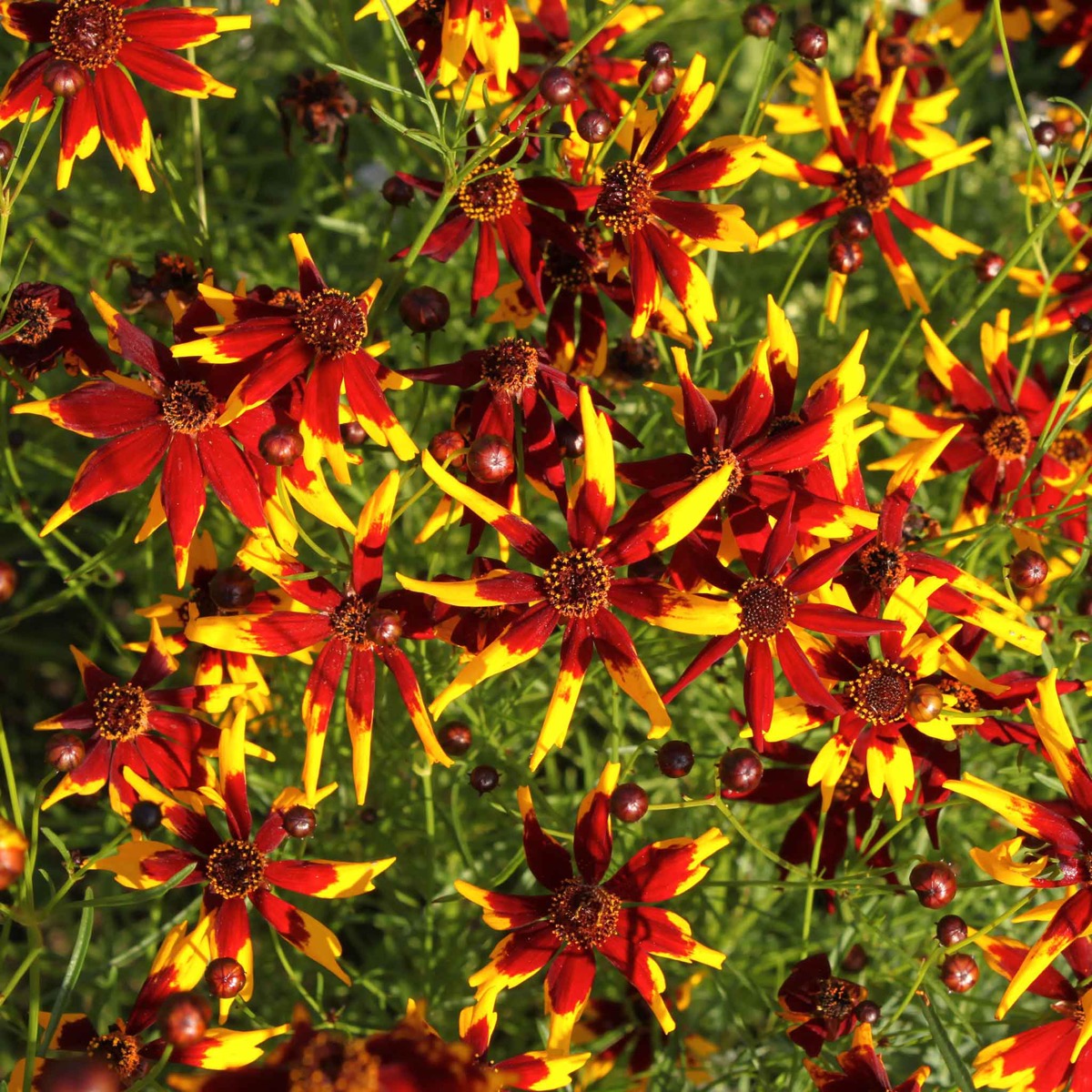 0-87 Coreopsis Seeds - Mardi Gras - Image 1