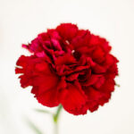 Carnation Seeds - Etincellant