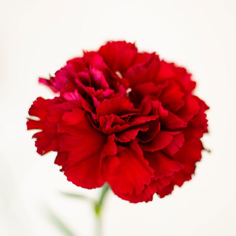 0-88 Carnation Seeds - Etincellant - Image 1