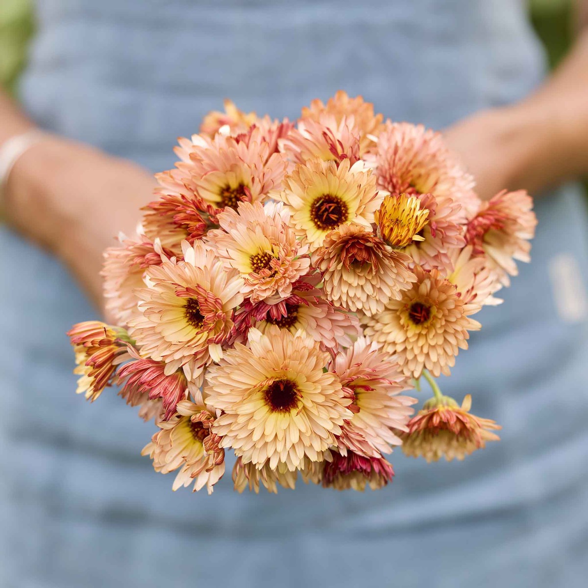 0-9 Calendula Seeds - Orange Flash - Image 1