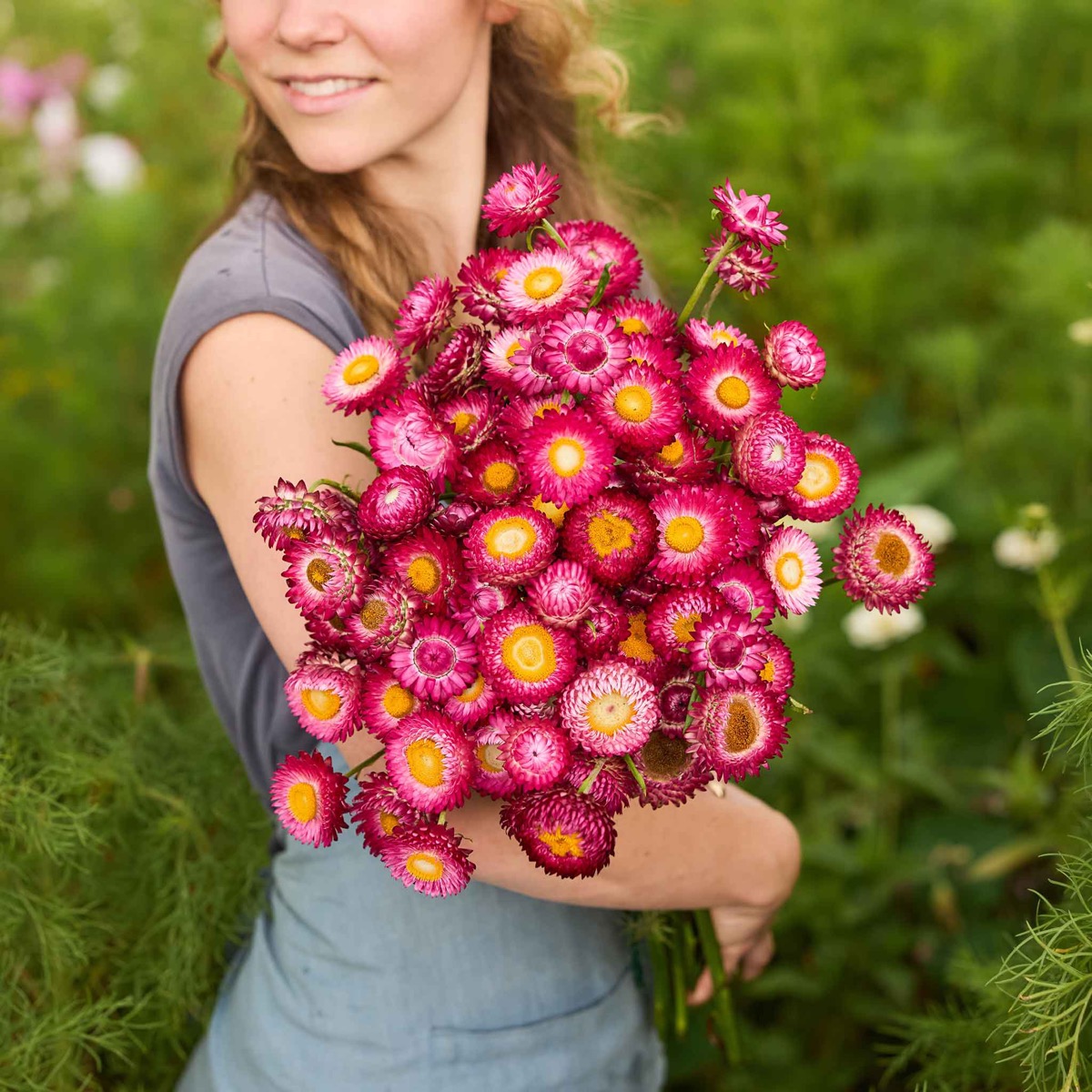 0-92 Strawflower Seeds - Purple Red - Image 1
