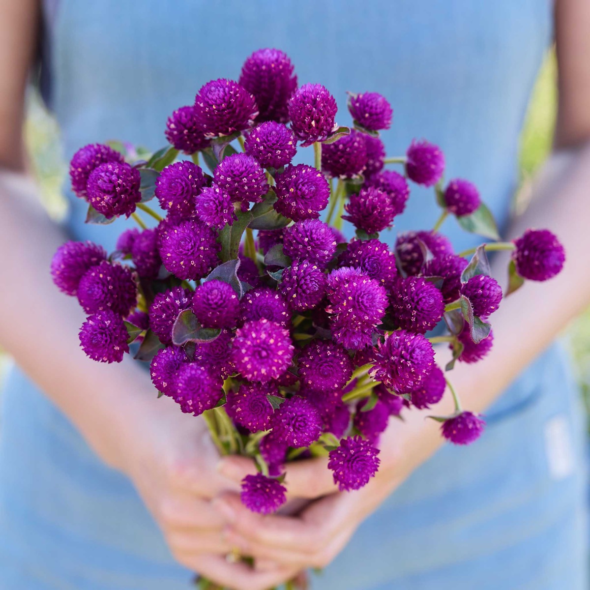 0-94 Gomphrena Seeds - Purple - Image 1