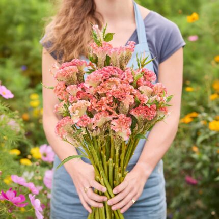 Celosia Seeds - Rooster Pink