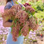 Amaranthus Seeds - Coral Fountain