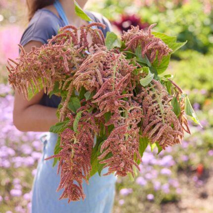 Amaranthus Seeds - Coral Fountain
