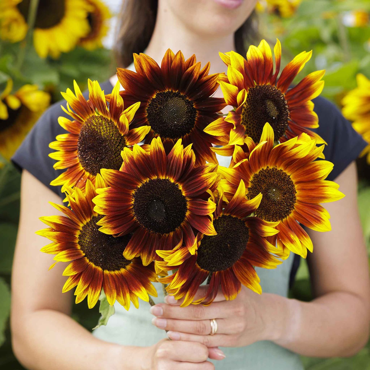 0 Sunflower Seeds - Shock-o-Lat - Image 1