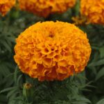 African Marigold Seeds - Taishan Orange - Image 2