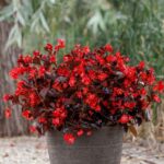 Begonia Seeds - Viking XL Red on Chocolate - Image 2