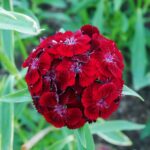Sweet William Seeds - Dunetti - Image 2