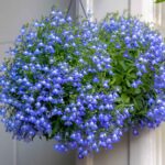 Lobelia Seeds - Blue Carpet - Image 2