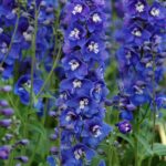 Delphinium Seeds - Dasante Blue - Image 2